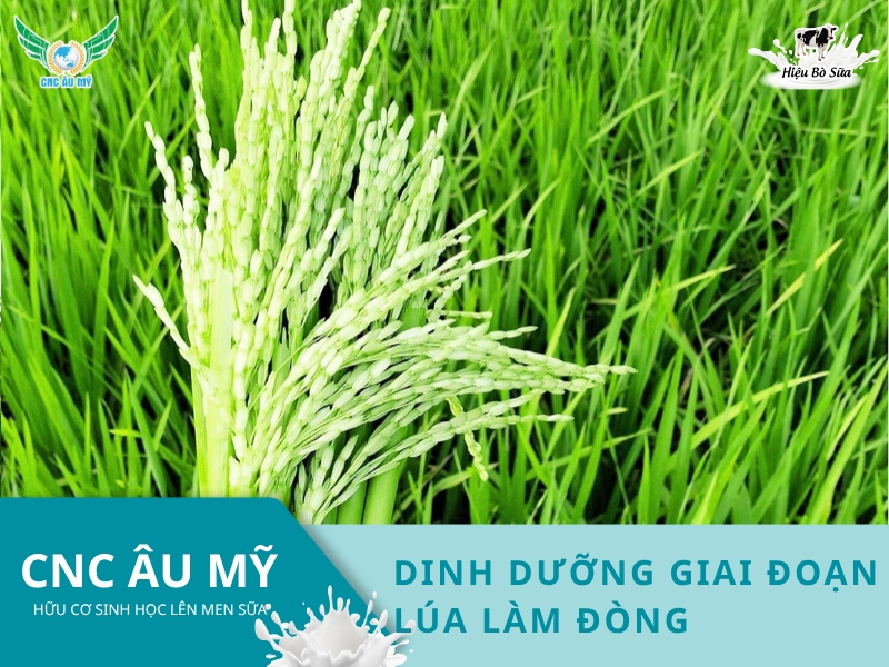 DINH DƯỠNG GIAI ĐOẠN LÚA LÀM ĐÒNG
