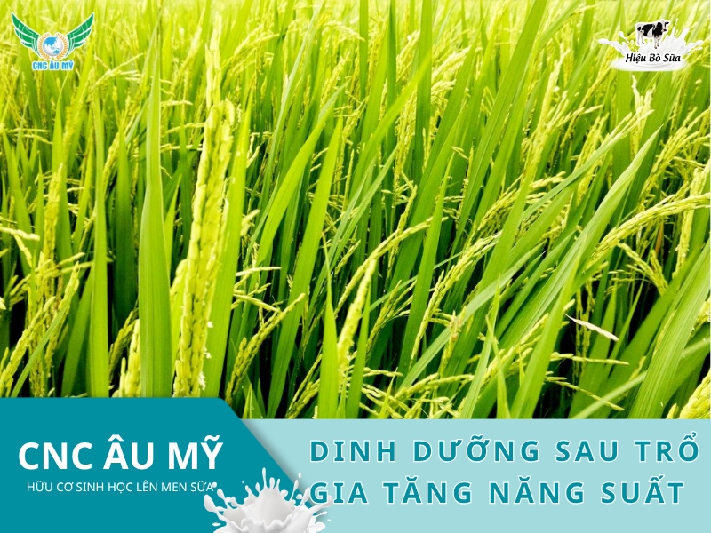 DINH DƯỠNG SAU TRỔ GIA TĂNG NĂNG SUẤT 