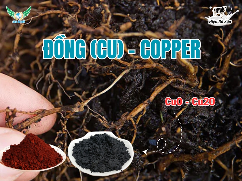 Đồng (Cu) - Copper
