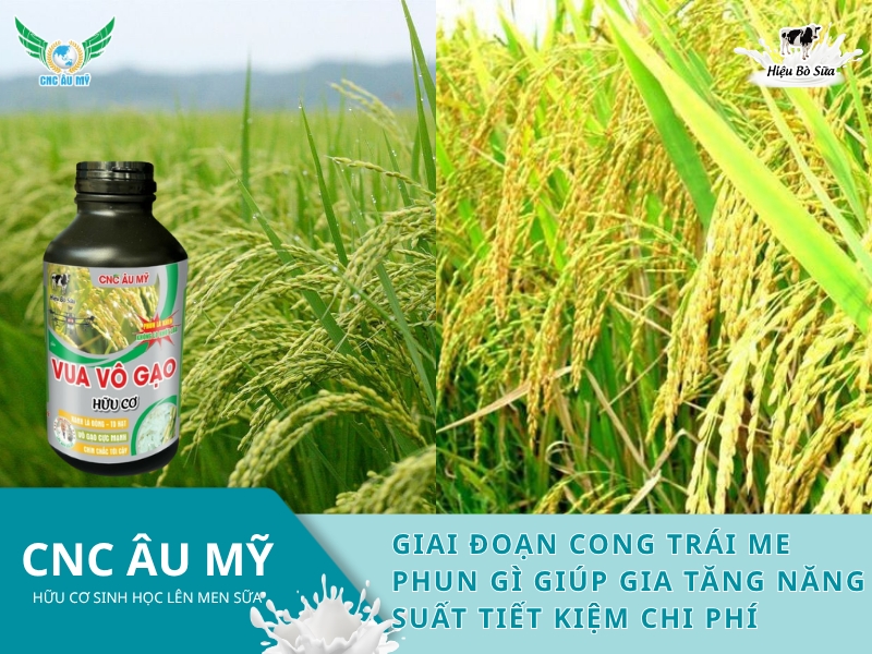 GIAI ĐOẠN CONG TRÁI ME PHUN GÌ GIÚP GIA TĂNG NĂNG SUẤT TIẾT KIỆM CHI PHÍ