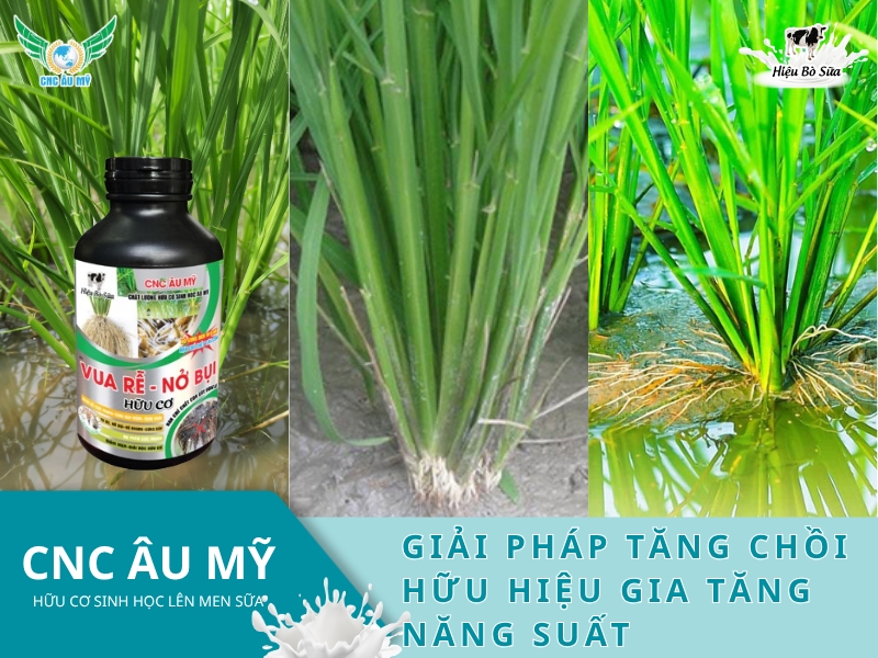 GIẢI PHÁP TĂNG CHỒI HỮU HIỆU GIA TĂNG NĂNG SUẤT