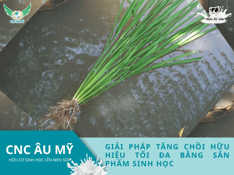 Giải pháp tăng chồi hữu hiệu tối đa bằng sản phẩm sinh học 