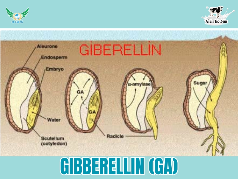 Gibberellin (GA)
