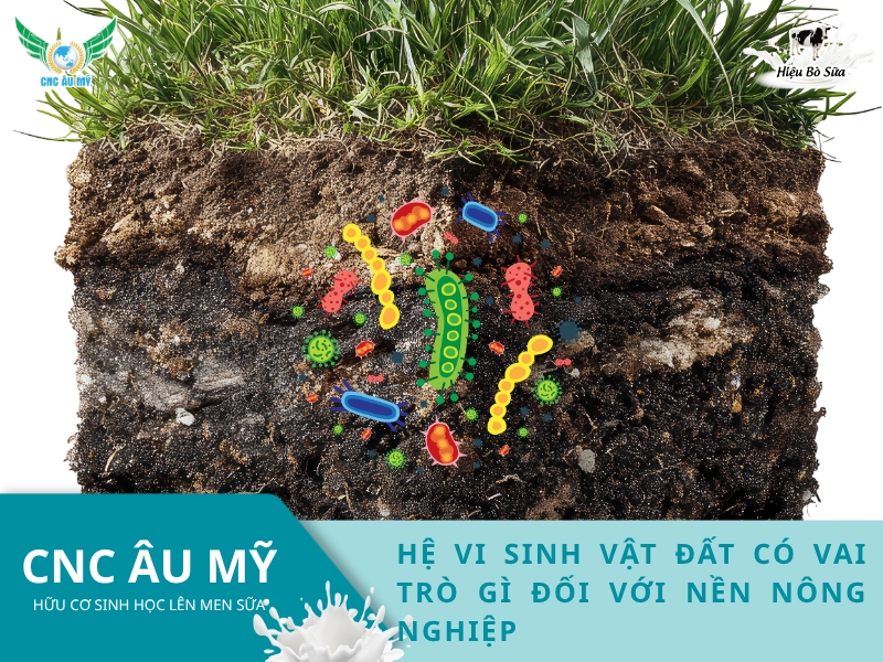 HỆ VI SINH VẬT ĐẤT CÓ VAI TRÒ GÌ ĐỐI VỚI NỀN NÔNG NGHIỆP