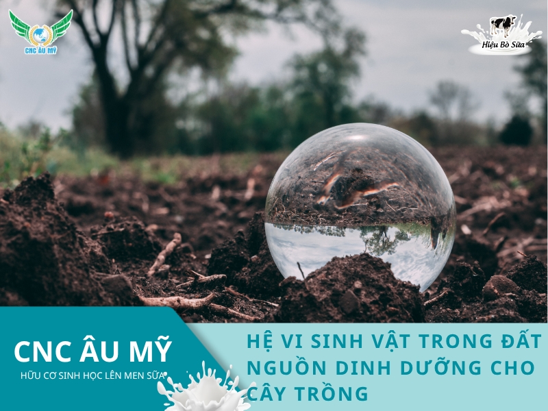 HỆ VI SINH VẬT TRONG ĐẤT NGUỒN DINH DƯỠNG CHO CÂY TRỒNG