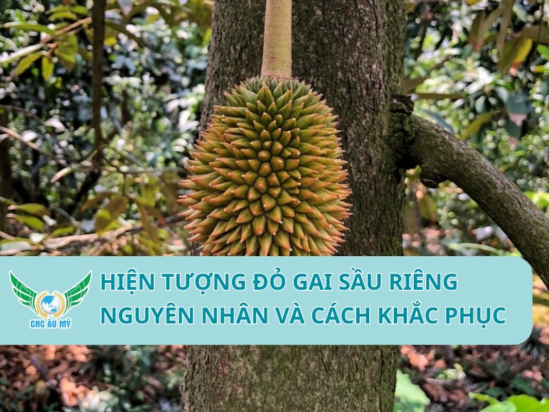 HIỆN TƯỢNG ĐỎ GAI SẦU RIÊNG NGUYÊN NHÂN VÀ CÁCH KHẮC PHỤC