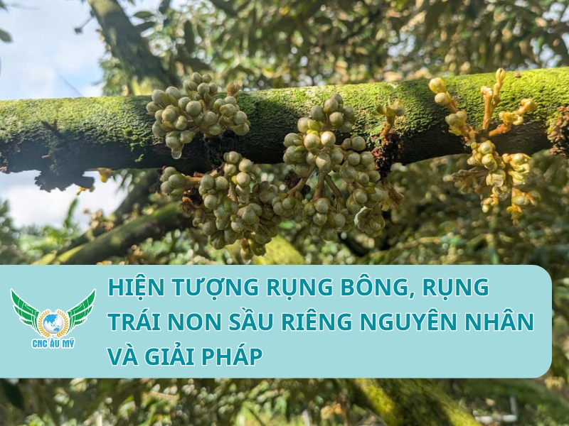 HIỆN TƯỢNG RỤNG BÔNG, RỤNG TRÁI NON SẦU RIÊNG NGUYÊN NHÂN VÀ GIẢI PHÁP