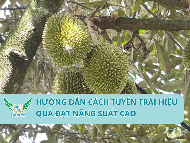 HƯỚNG DẪN CÁCH TUYỂN TRÁI HIỆU QUẢ ĐẠT NĂNG SUẤT CAO