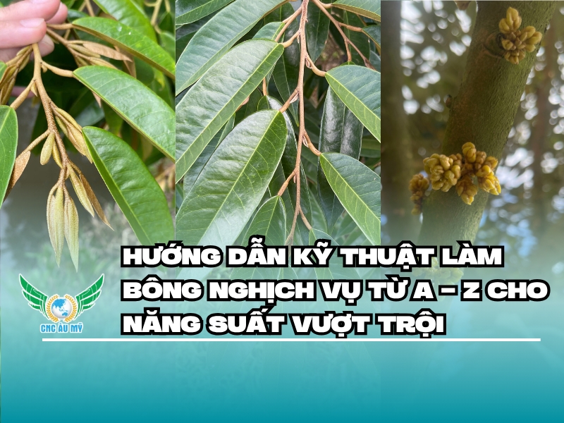 Hướng dẫn kỹ thuật làm bông nghịch vụ từ A - Z cho năng suất vượt trội