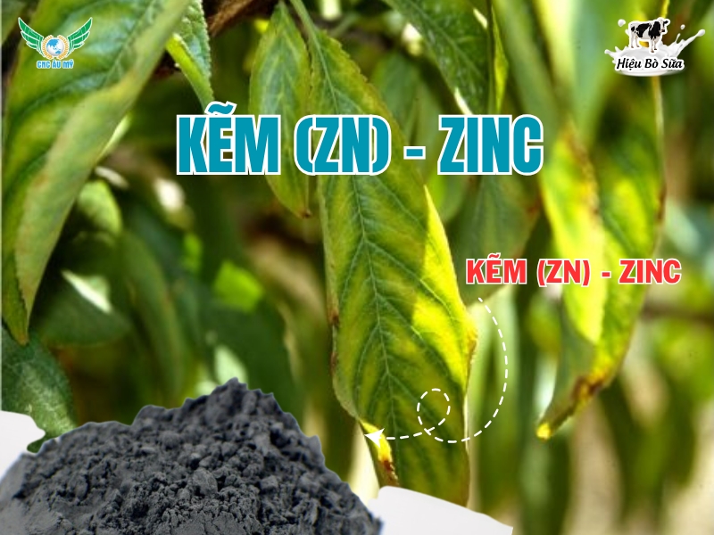 Kẽm (Zn) - Zinc