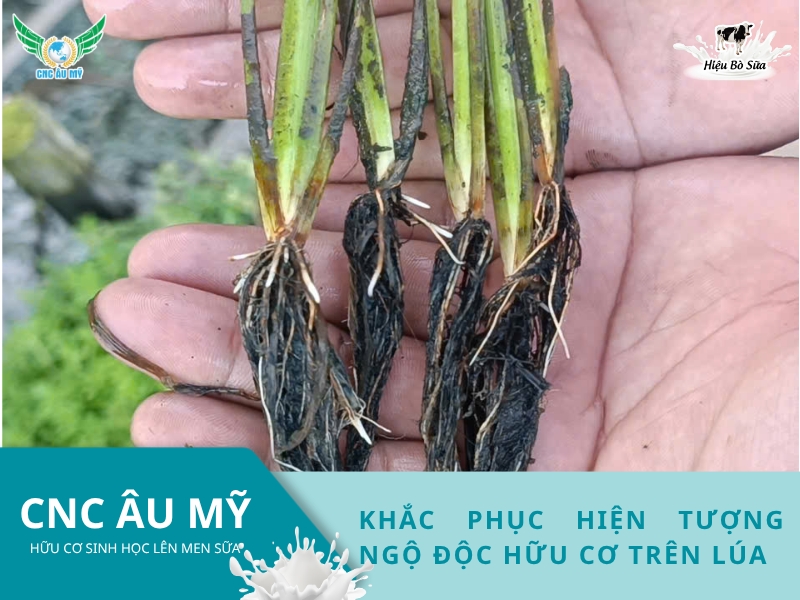Khắc phục hiện tượng ngộ độc hữu cơ trên lúa