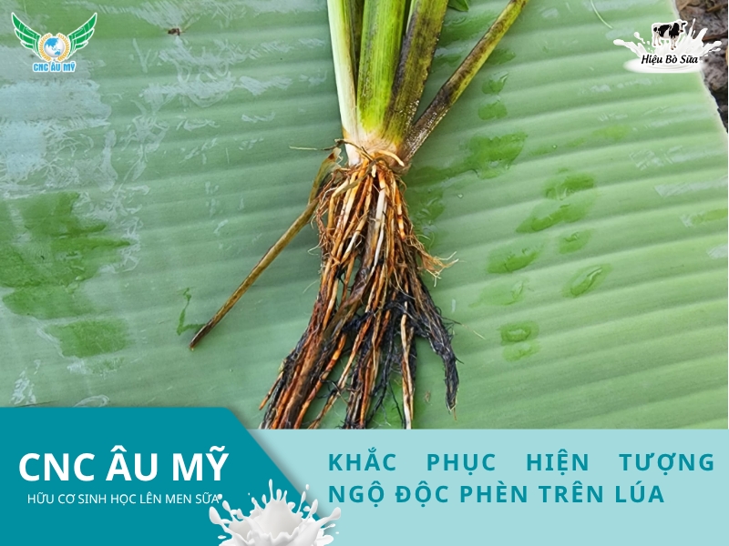 Khắc phục hiện tượng ngộ độc phèn trên lúa