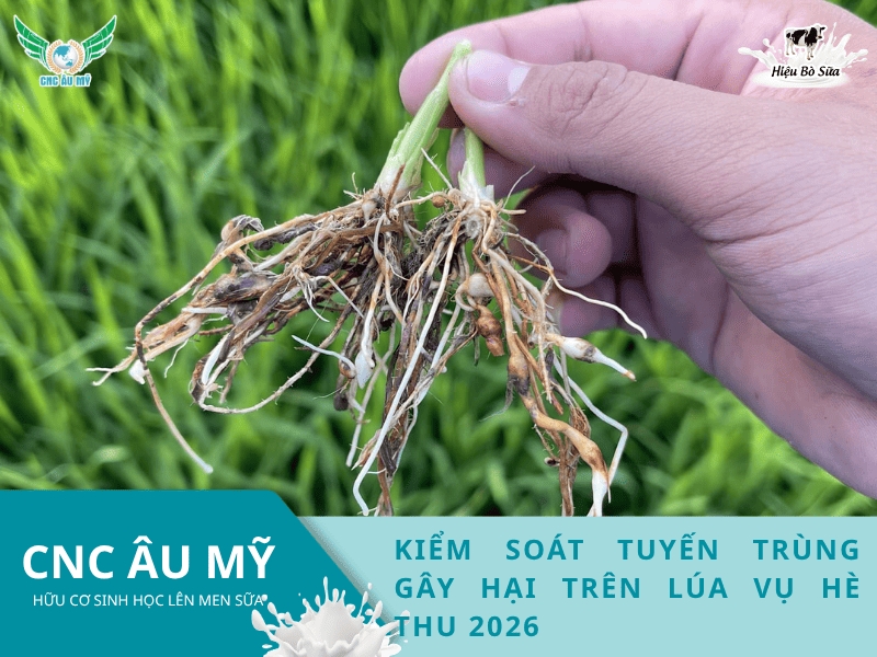 Kiểm soát tuyến trùng gây hại trên lúa vụ Hè Thu 2026