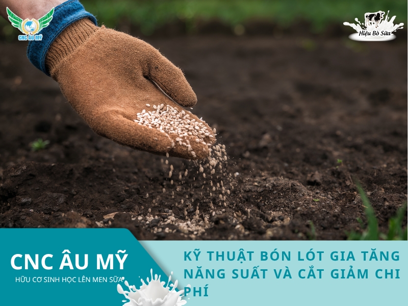 KỸ THUẬT BÓN LÓT GIA TĂNG NĂNG SUẤT VÀ CẮT GIẢM CHI PHÍ