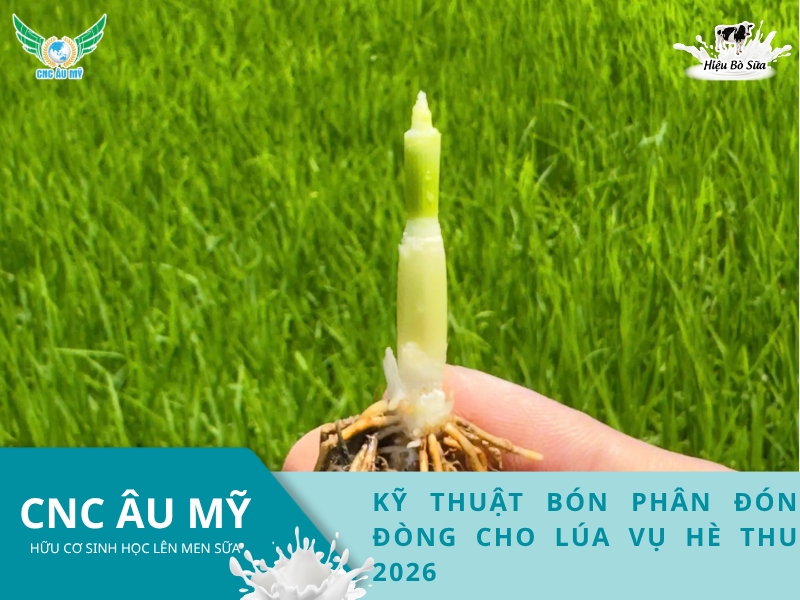 KỸ THUẬT BÓN PHÂN ĐÓN ĐÒNG CHO LÚA VỤ HÈ THU 2026