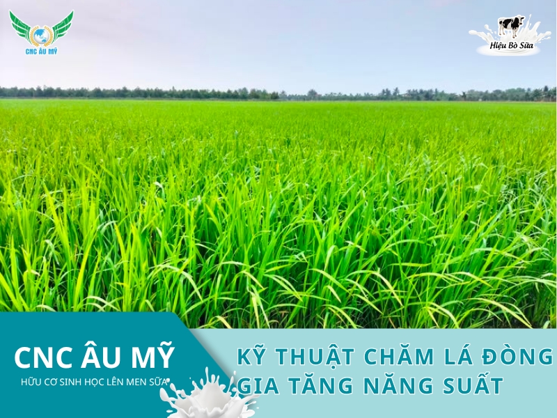 KỸ THUẬT CHĂM LÁ ĐÒNG GIA TĂNG NĂNG SUẤT