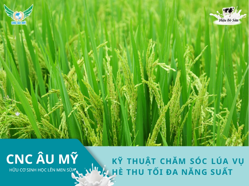 KỸ THUẬT CHĂM SÓC LÚA VỤ HÈ THU TỐI ĐA NĂNG SUẤT