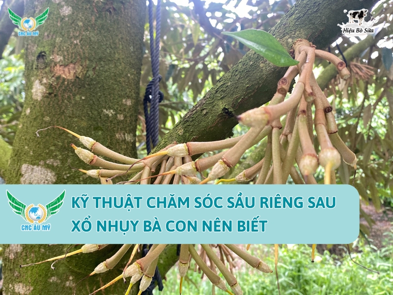 KỸ THUẬT CHĂM SÓC SẦU RIÊNG SAU XỔ NHỤY BÀ CON NÊN BIẾT