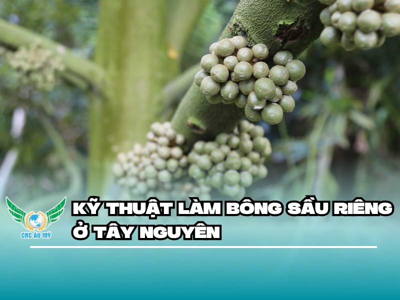 KỸ THUẬT LÀM BÔNG SẦU RIÊNG Ở TÂY NGUYÊN