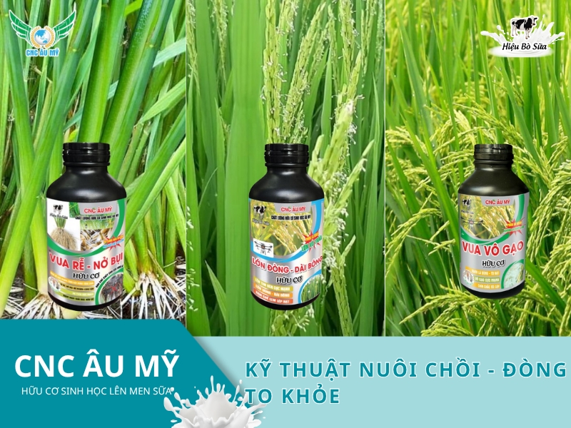 KỸ THUẬT NUÔI CHỒI - ĐÒNG TO KHỎE