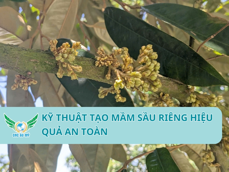 KỸ THUẬT TẠO MẦM SẦU RIÊNG HIỆU QUẢ AN TOÀN