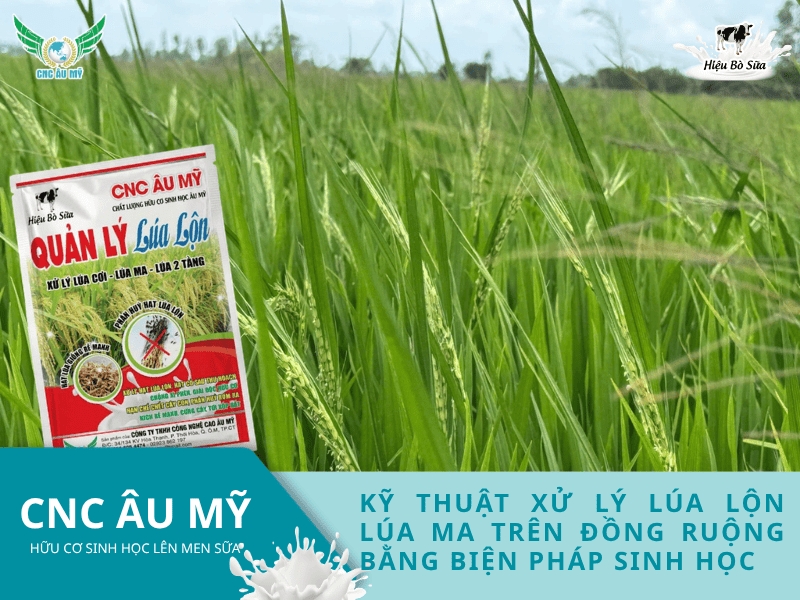 Kỹ thuật xử lý lúa lộn lúa ma trên đồng ruộng bằng biện pháp sinh học