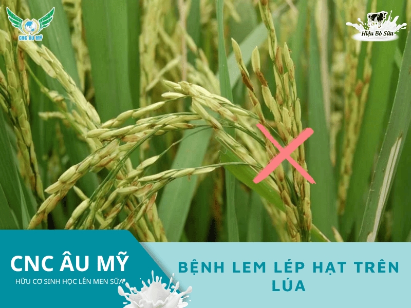 Lem lép hạt là gì? Nguyên nhân, dấu hiệu và cách phòng trị hiệu quả