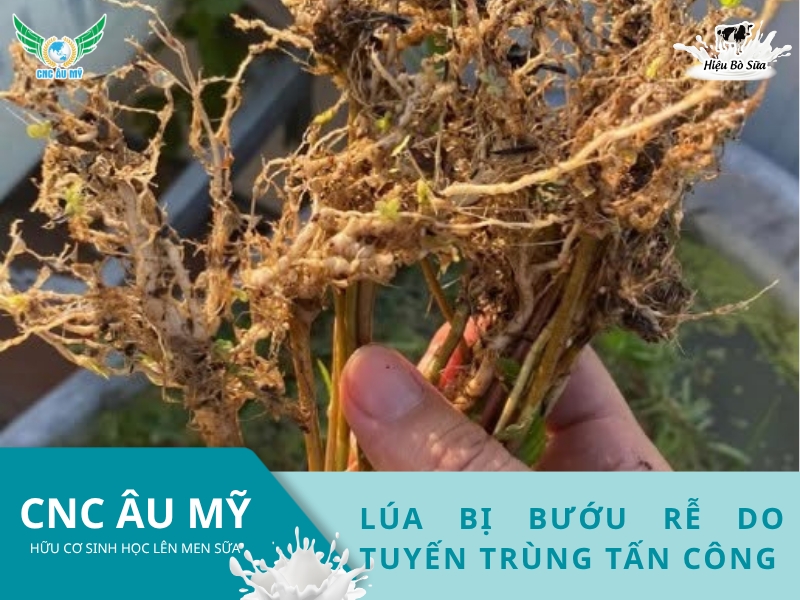 LÚA BỊ BƯỚU RỄ DO TUYẾN TRÙNG TẤN CÔNG