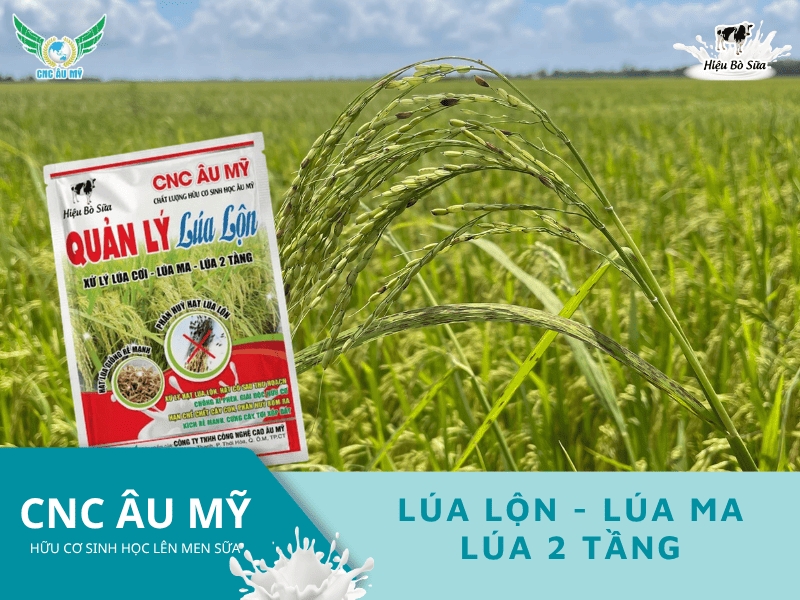 Lúa lộn lúa ma - Cách kiểm soát lúa lộn lúa ma trên đồng ruộng 