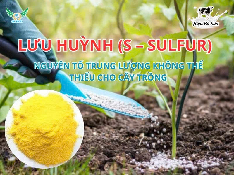 Lưu Huỳnh (S – Sulfur) – Nguyên tố trung lượng không thể thiếu cho cây trồng
