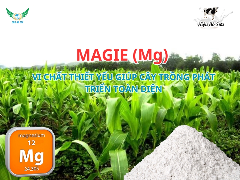 Magie (Mg) – Vi chất thiết yếu giúp cây trồng phát triển toàn diện