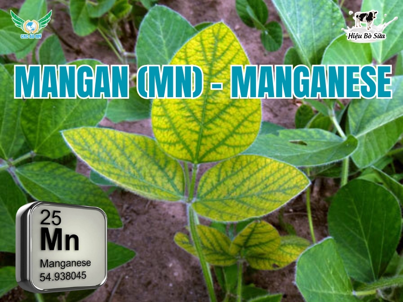 Mangan (Mn) - Manganese