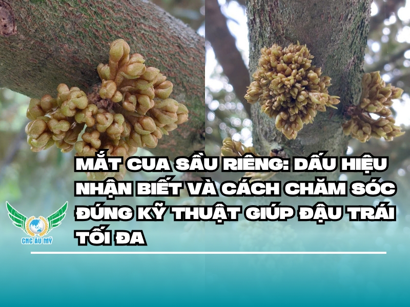 Mắt cua sầu riêng: Dấu hiệu nhận biết và cách chăm sóc đúng kỹ thuật giúp đậu trái tối đa