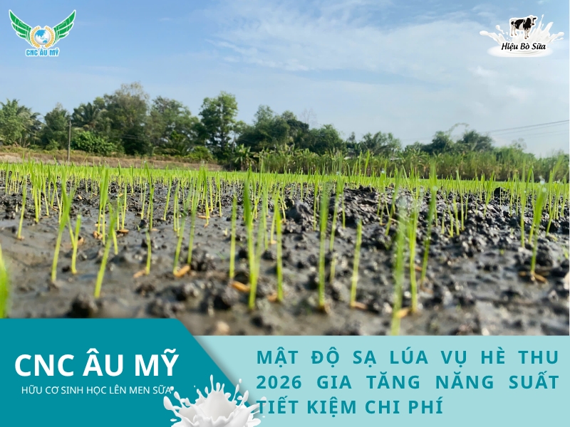 MẬT ĐỘ SẠ LÚA VỤ HÈ THU 2026 GIA TĂNG NĂNG SUẤT TIẾT KIỆM CHI PHÍ