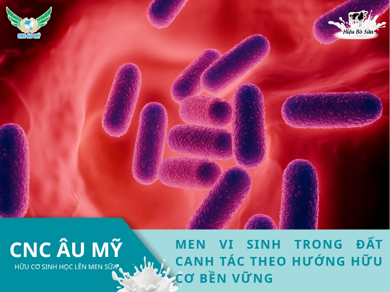 MEN VI SINH TRONG ĐẤT CANH TÁC THEO HƯỚNG HỮU CƠ BỀN VỮNG