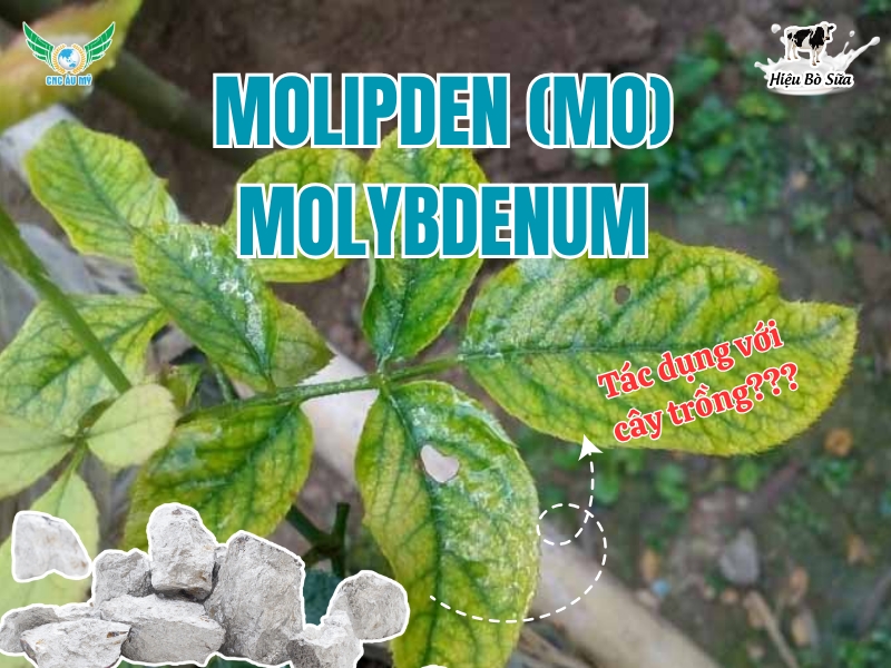 Molipden (Mo) - Molybdenum