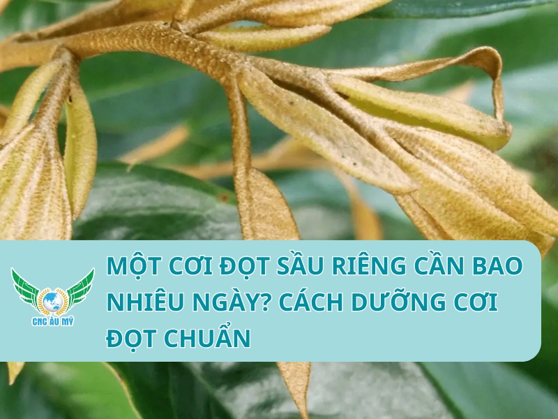 MỘT CƠI ĐỌT SẦU RIÊNG CẦN BAO NHIÊU NGÀY? CÁCH DƯỠNG CƠI ĐỌT CHUẨN