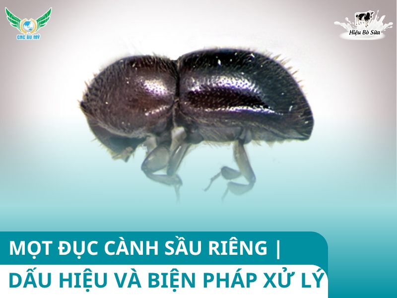 MỌT ĐỤC CÀNH SẦU RIÊNG | DẤU HIỆU VÀ BIỆN PHÁP XỬ LÝ