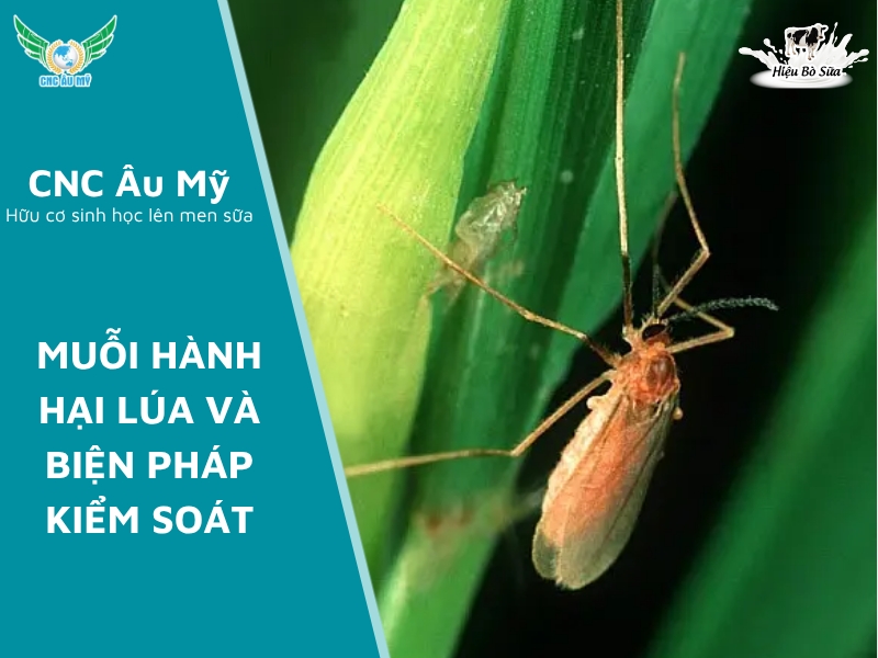 MUỖI HÀNH HẠI LÚA VÀ BIỆN PHÁP KIỂM SOÁT