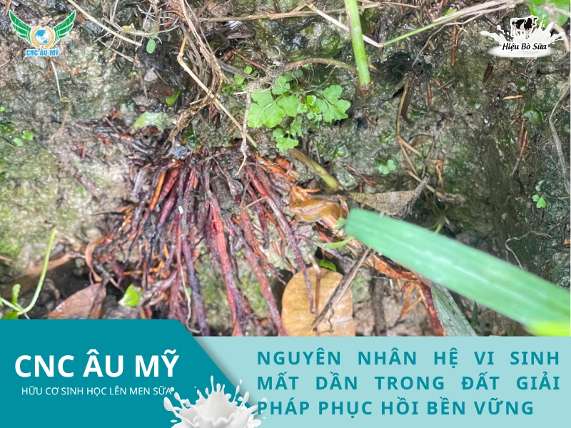 NGUYÊN NHÂN HỆ VI SINH MẤT DẦN TRONG ĐẤT GIẢI PHÁP PHỤC HỒI BỀN VỮNG