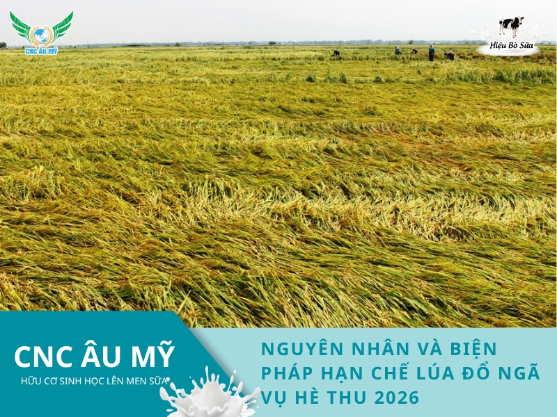 NGUYÊN NHÂN VÀ BIỆN PHÁP HẠN CHẾ LÚA ĐỔ NGÃ VỤ HÈ THU 2026