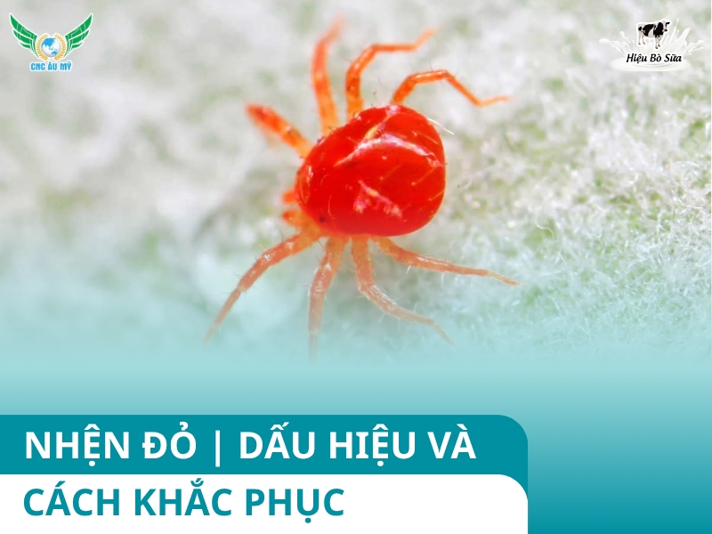 NHỆN ĐỎ | DẤU HIỆU VÀ CÁCH KHẮC PHỤC
