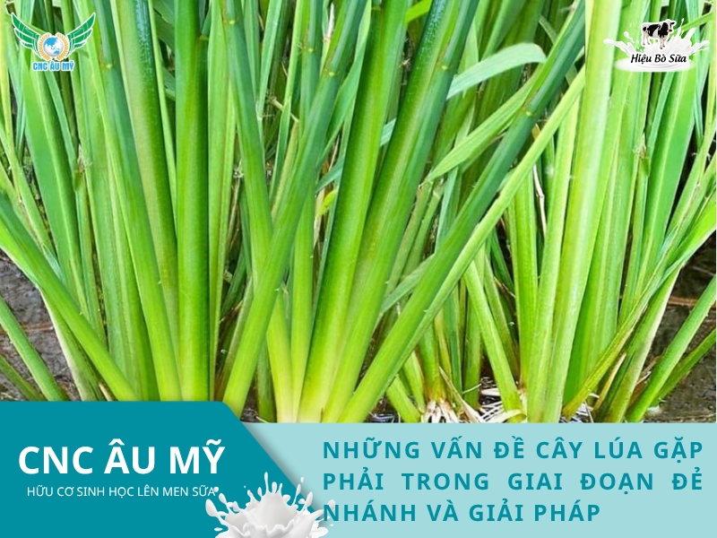 Những vấn đề cây lúa gặp phải trong giai đoạn đẻ nhánh và giải pháp 