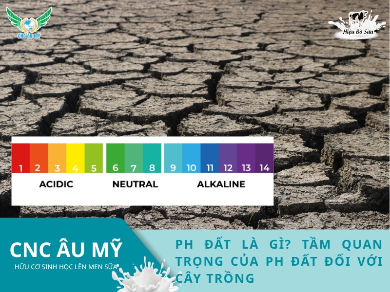pH ĐẤT LÀ GÌ? TẦM QUAN TRỌNG CỦA pH ĐẤT ĐỐI VỚI CÂY TRỒNG