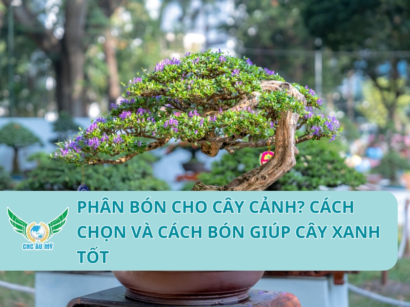 Phân bón cho cây cảnh? Cách chọn và cách bón giúp cây xanh tốt
