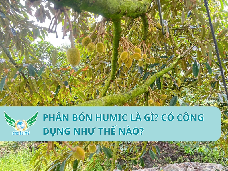 PHÂN BÓN HUMIC LÀ GÌ? CÓ CÔNG DỤNG NHƯ THẾ NÀO?