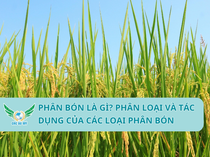 Phân bón là gì? Phân loại và tác dụng của các loại phân bón