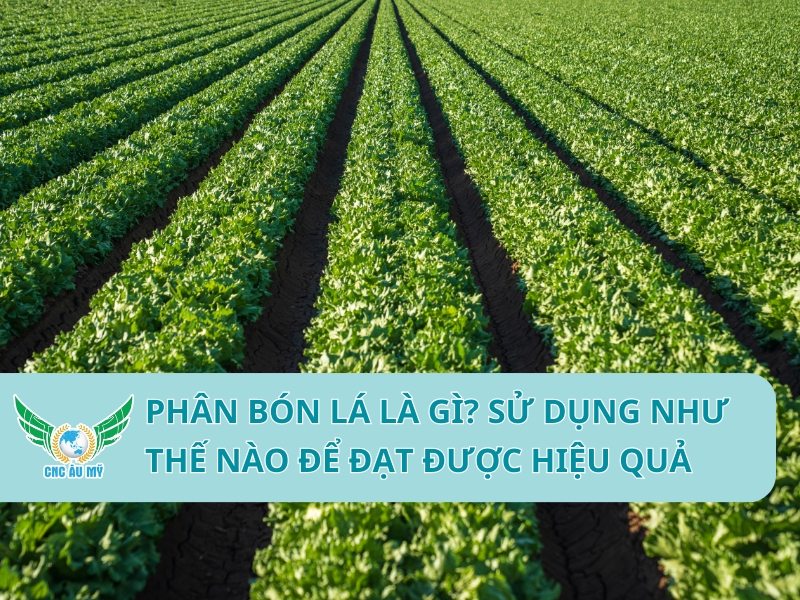 Phân bón lá là gì? Sử dụng như thế nào để đạt được hiệu quả