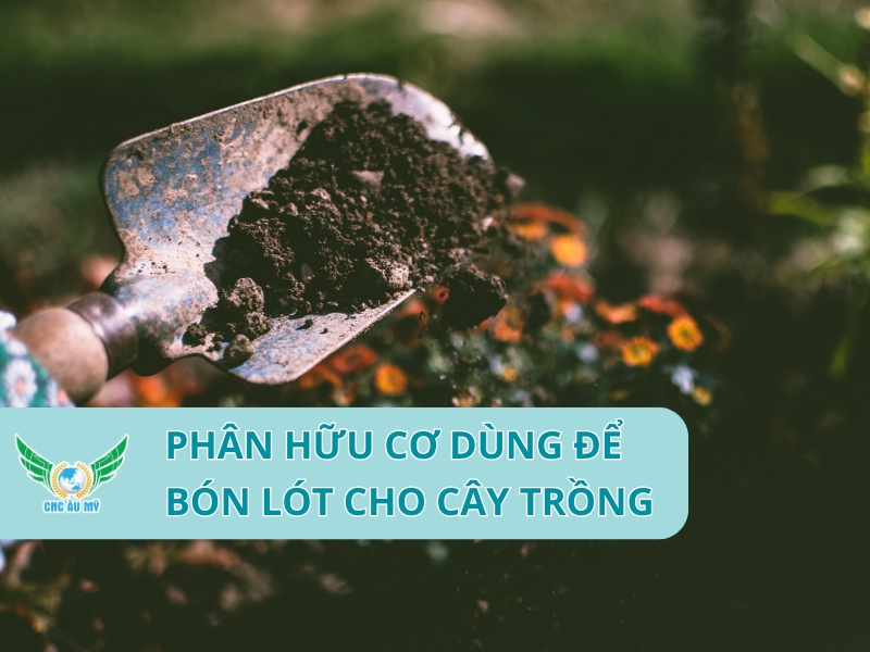 PHÂN HỮU CƠ DÙNG ĐỂ BÓN LÓT CHO CÂY TRỒNG