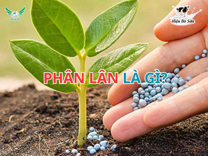 Phân Lân Là Gì? Tác Dụng và Cách Sử Dụng Hiệu Quả Cho Cây Trồng